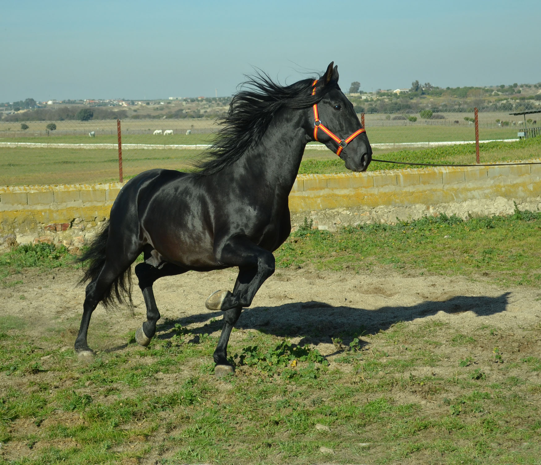 Listado de Caballos en Venta